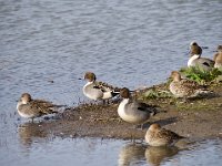 Imports - 1 of 8 : Central Valley, Birds, Birding, Winter